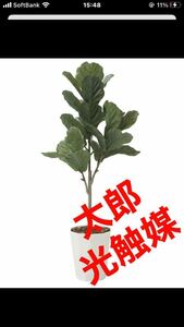 光の楽園　光触媒　人工観葉植物　ウォールグリーン　フェイクグリーン　カシワバゴム1.25