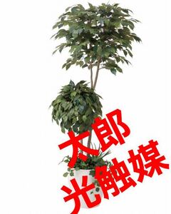 光の楽園　光触媒　人工観葉植物　フェイクグリーン　ベンジャミンダブルフェイス1.8植栽付