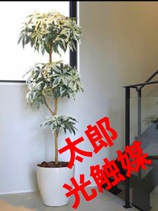 光の楽園　光触媒　人工観葉植物　ウォールグリーン　フェイクグリーン　ミルキーパキラ1.8