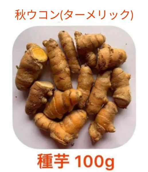 秋ウコン(ターメリック) 種芋 100g
