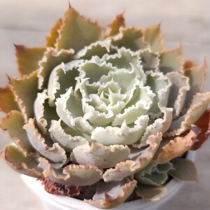 【多肉 エケベリア 原種 実生】Echeveria shaviana,Peregrina /シャビアナ ペレグリナ