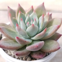 【多肉 エケベリア 原種 実生】Echeveria colorata var brandtii /コロラータ ブランディティ_画像2