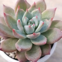 【多肉 エケベリア 原種 実生】Echeveria colorata var brandtii /コロラータ ブランディティ_画像1