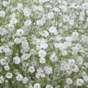 花の種☆矮性カスミソウ☆白花☆可憐な花ですが乾燥にも強く寄せ植えに使いやすい！の画像1