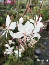 花の種☆ガウラ混合☆ピコティ、白、夕映え、ピンク、濃ピンク等花色混合☆草丈も色々混合☆_画像8