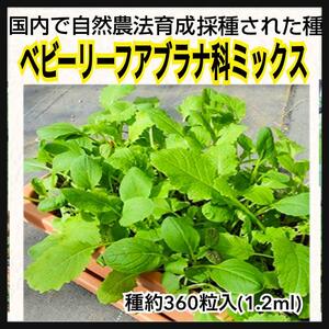 ベビーリーフアブラナ科ミックス】国内産 野菜のタネ 家庭菜園