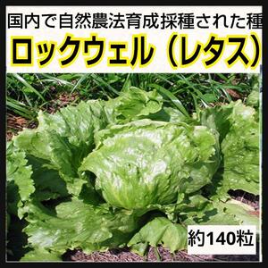 【ロックウェル】国内産 レタス種 野菜のタネ 自然農法 家庭菜園 レタス