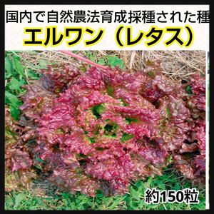 【エルワン】国内産 レタス種 固定種 野菜のタネ 自然農法採取 家庭菜園 レタス