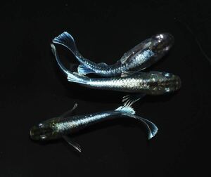 【三河めだかファームズ】M-56【クロマージュ】ロングフィン　若魚♂1♀2　現物出品！！