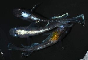 【三河めだかファームズ】M-30　花魁　キッシングワイドフィン　若魚♂1♀2　現物出品！！