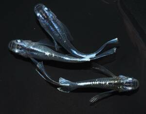 【三河めだかファームズ】M-59【クロマージュ】リアルロングフィン　若魚♂1♀2　現物出品！！