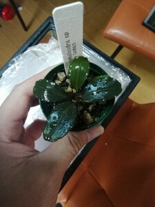 Bucephalandra sp Nanga taman TB便水上