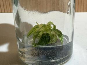 プレミアム培養　フィロデンドロン　ホイップルウェイ　バリエガータ　tissue culture　Philodendron Whipple Way.var　らぼ平安