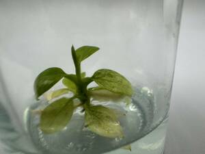 プレミアム培養　フィロデンドロン　ホイップルウェイ　バリエガータ　tissue culture　Philodendron Whipple Way.var　らぼ平安