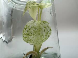 プレミアム培養　モンステラ　デリシオーサ　ミントホワイトティアーズ　tissue culture monstera deliciosa mint　White Tears らぼ平安