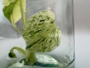 プレミアム培養　モンステラ　デリシオーサ　オーシャンミント　tissue culture monstera deliciosa ocean mint