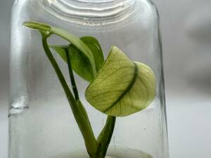 プレミアム培養　モンステラ　デリシオーサ　フルミント　tissue culture monstera deliciosa full mint【らぼ平安】