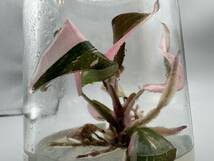 プレミアム培養　フィロデンドロン ピンクプリンセスマーブル　tissue culture Philodendron Pink princess marble 【らぼ平安】_画像1