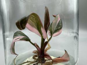 プレミアム培養　フィロデンドロン ピンクプリンセスマーブル　tissue culture Philodendron Pink princess marble 【らぼ平安】