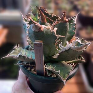 スーパーチタノタ アガベ カクタスグリーン 初子株 agave super titanota cactus greenの画像1