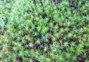 山苔 テラリウム 苔玉 コケ 苔 