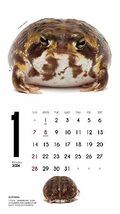 カレンダー2024 FROGS!（月めくり/壁掛け） (ヤマケイカレンダー2024)_画像10