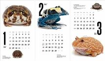 カレンダー2024 FROGS!（月めくり/壁掛け） (ヤマケイカレンダー2024)_画像5