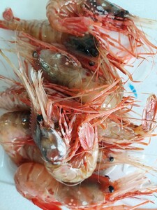  huge Botan shrimp 20cm 50g rank 5ps.@2480 jpy prompt decision 