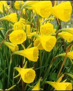 pechi coat narcissus middle lamp 10 lamp peti coat daffodil bulb 