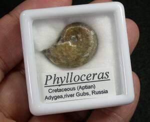アンモナイト　Phylloceras　ロシア産