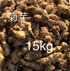 菊芋 15kg ほりたて新鮮　農薬 化学肥料不使用