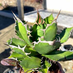 Plants Letter special selection agave titanota from Espana. stock one stock only 