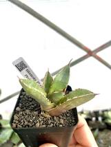 Plants Letter特選 Agave titanota Special プランツレター　子株_画像2