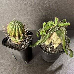 セット 群星冠 & 飛竜 多肉植物 塊根植物 サボテン コーデックス ユーフォルビア オベサ ホリダ バリダ アガベ パキポディウム