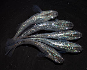 スターラッシュ琥珀　若魚（2023年産まれ） オス2 メス3(現物出品) ikahoff Y-0211-34438-a