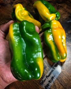 Yellow Monster Pepper(sweet pepper) イエローモンスター