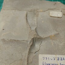 22812 フラミンゴ　足跡　化石　始新世　ユタ州　11.5cm×13cm×1cm　440g_画像4