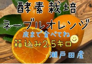 酵素栽培　広島県　瀬戸田　減農薬　2.5㌔　ネーブル　皮も食べる　みかん　オレンジ　ネーブルオレンジ　甘いよ