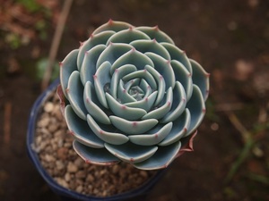 多肉植物・七福神・抜き苗・第4種