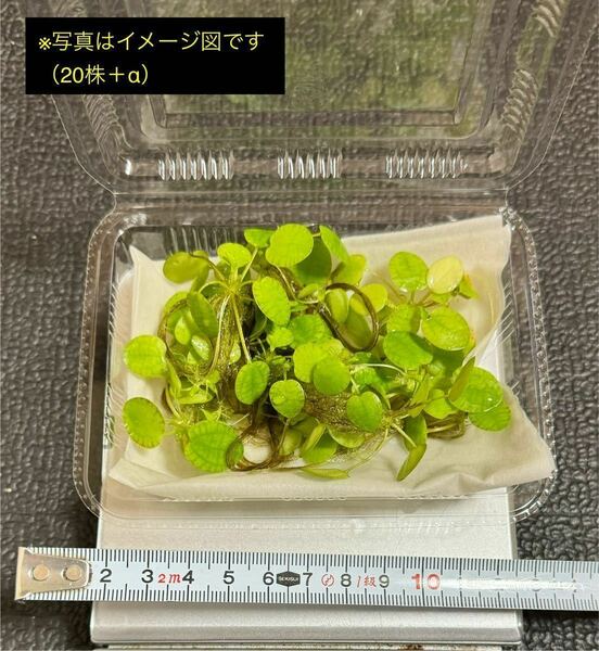 アマゾンフロッグピット 20株＋α 浮き草 水草 浮草 無農薬