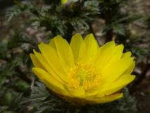 盃上の花弁は中央に太陽光を集め,虫を誘う