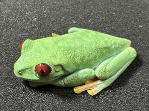 【Bears Frog】アカメアマガエル WC 1匹 約5～6cm 1匹 北海道、青森発送不可