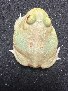 【Bears Frog】クランウェルツノガエル レモン2スポットパターンレス②北海道発送不可