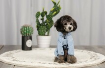 小中型犬服犬レインウェア ペットレインコート/雨具 ペットウェア ドッグウェア 散歩 旅行 お出かけ 犬の服 ペット用品 レイングッズ_画像4