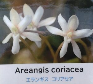 【北軽ガーデン】＊熱帯植物＊Aerangis coriacea＊洋ラン原種＊エランギス　コリアセア＊花の綺麗な種＊ケニア原産＊