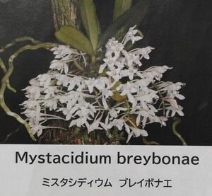 【北軽ガーデン】＊熱帯植物＊Mystacidium breybonae＊洋ラン原種＊アングレコイド＊ミスタシディウム　ブレイボナエ＊南アフリカ原産＊