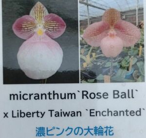 【北軽ガーデン】＊パフィオ＊Paph.micranthum x Liberty Taiwan＊パービ系最新交配＊ハンギアナム系＊濃ピンク花＊