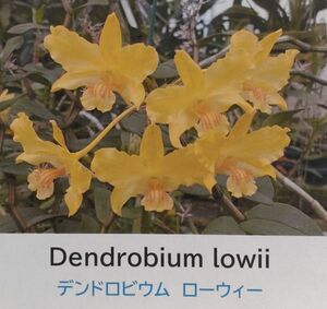 【北軽ガーデン】＊熱帯植物＊Den.lowii＊洋ラン原種＊デンドロビウム　ローウィー＊鮮明な黄色の美花種＊ボルネオ島原産＊