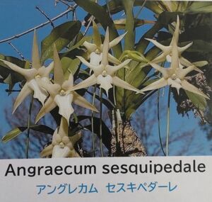 【北軽ガーデン】＊熱帯植物＊Angcm sesquipedale＊洋ラン原種＊アングレカム　セスキペダーレ＊アングレカムの王様＊マダガスカル島原産＊