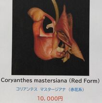 【北軽ガーデン】＊熱帯植物＊Coryanthes mastersiana＊洋ラン原種＊コリアンテス　マスタージアナ＊赤系大輪花＊コロンビア原産＊_画像1